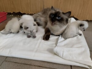 котята